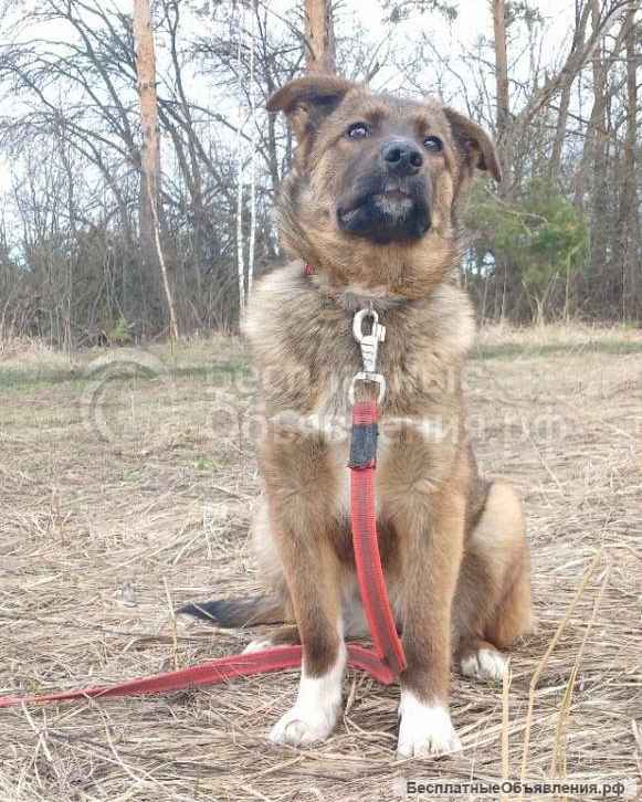 Замечательная Джина (4 месяца) в добрые руки
