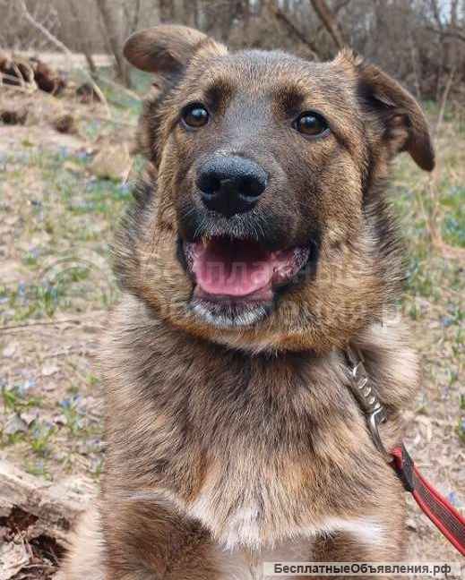 Замечательная Джина (4 месяца) в добрые руки