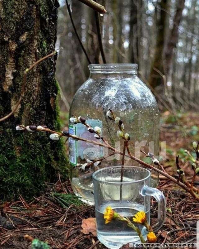 Экологически чистый берёзовый сок с севера приморского края