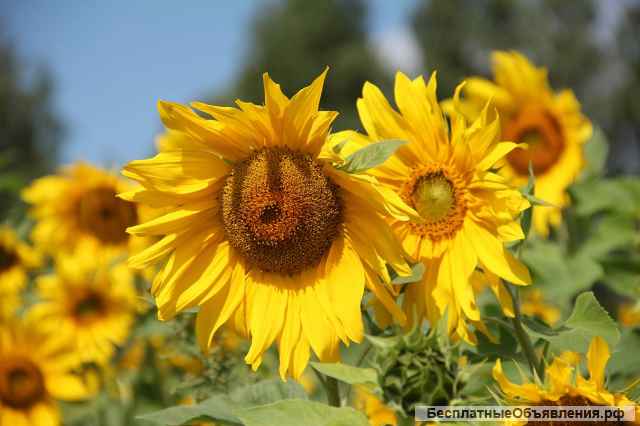 Масло подсолнечное