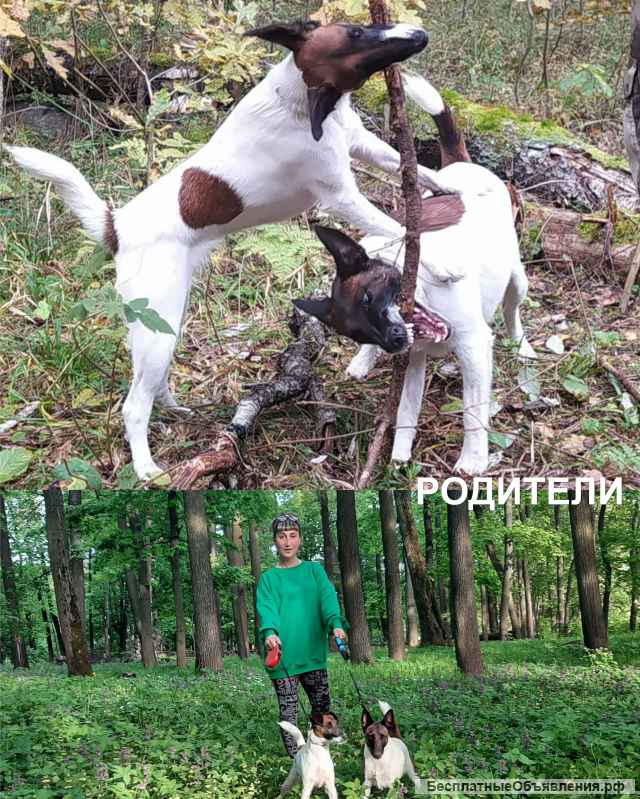 Щенки гладкошерстного фокстерьера
