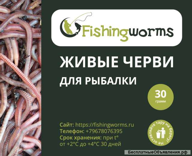 Живые черви для рыбалки