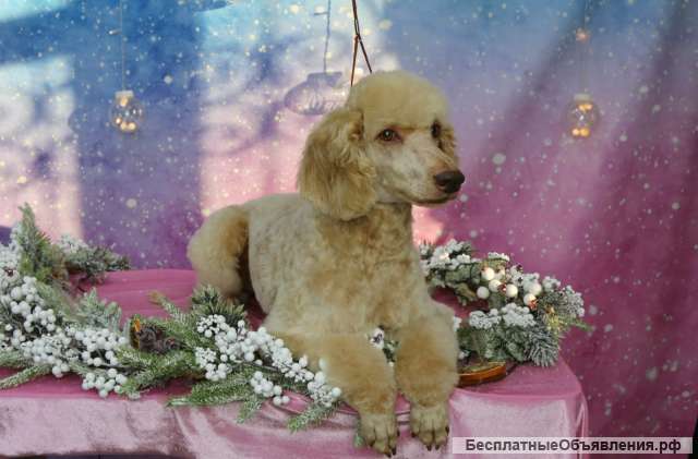 Солнечный малый пудель Джерри в добрые руки