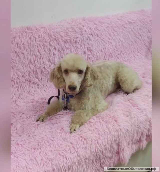 Солнечный малый пудель Джерри в добрые руки