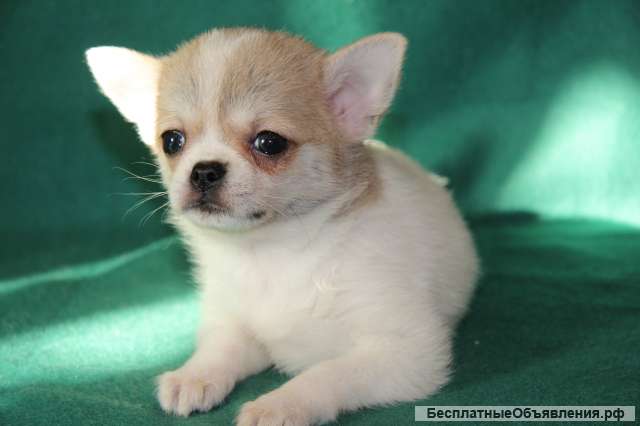 Чихуахуа - Роскошный Мальчик