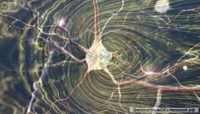 Обучающий курс Мозг Бога