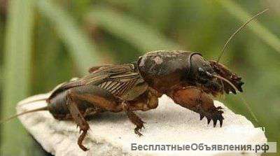 Медведка азиатская