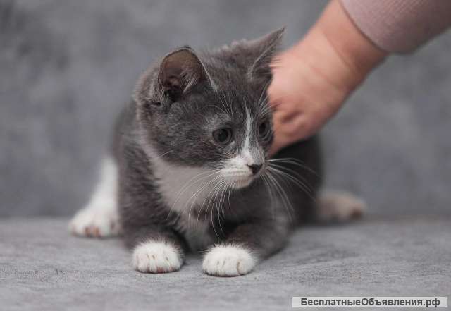 Котята банда выбираем, выбор большой