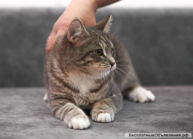 Котята банда выбираем, выбор большой