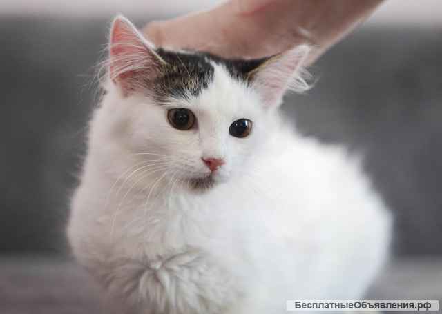 Котята банда выбираем, выбор большой