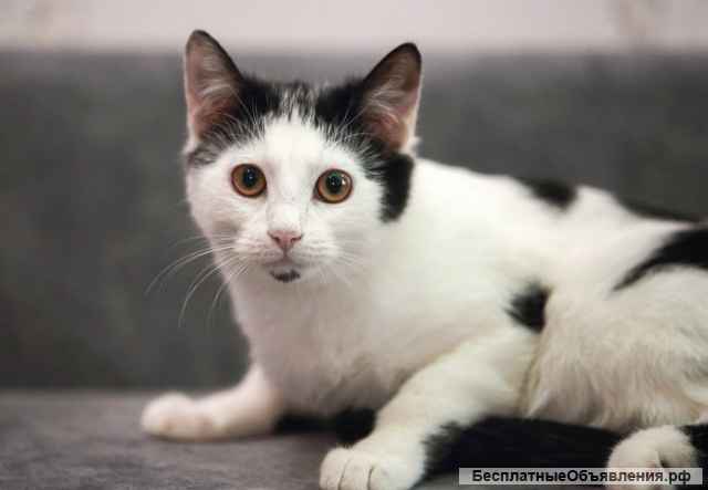 Котята банда выбираем, выбор большой