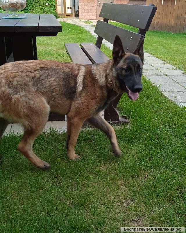Бельгийская овчарка