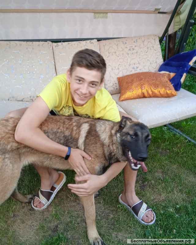 Бельгийская овчарка