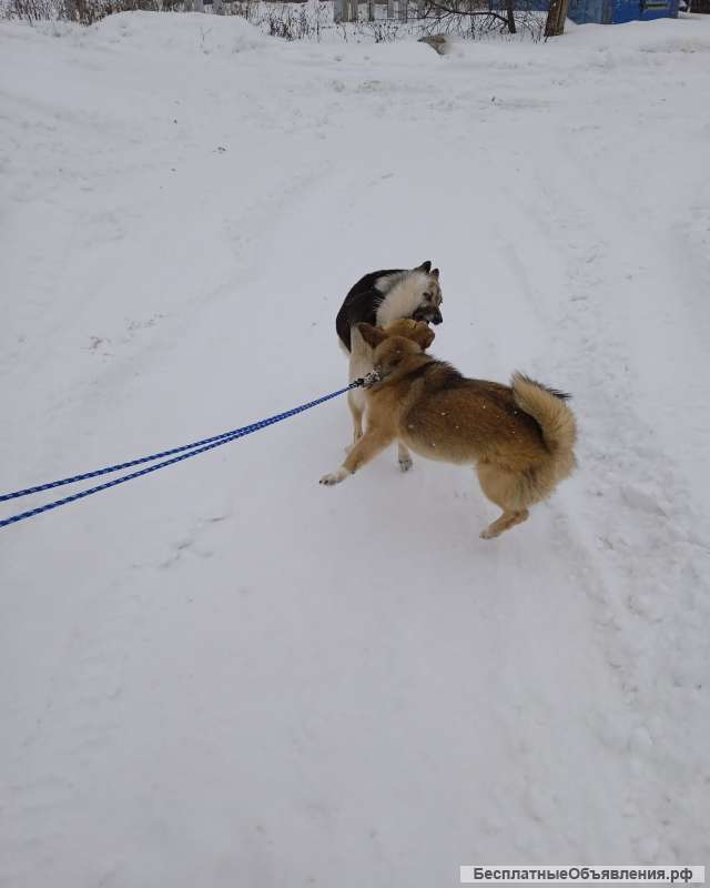 Собака мальчик метис мопс с таксой