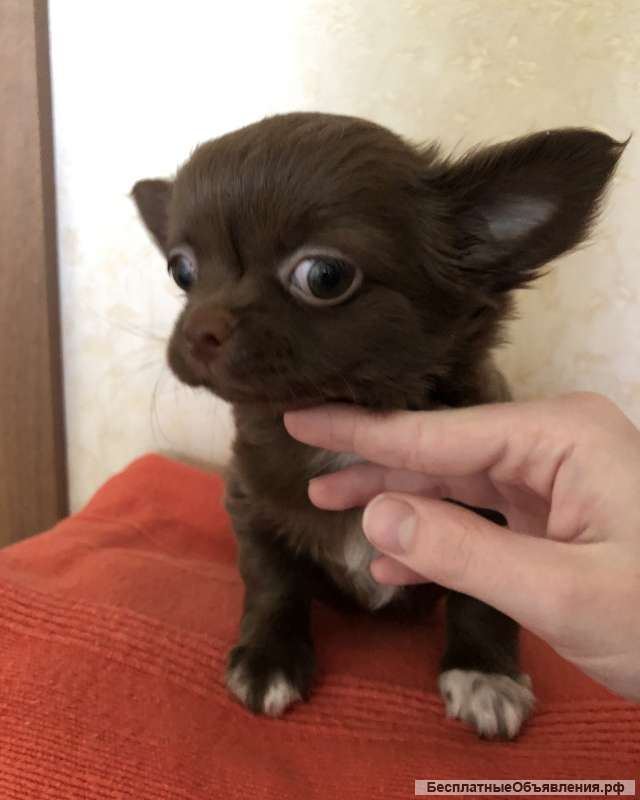Чихуахуа щенки