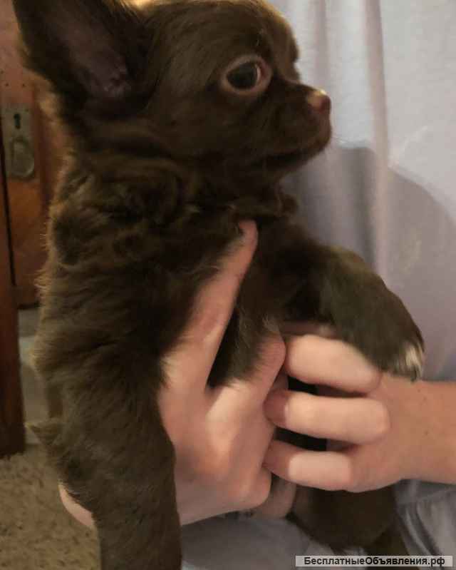 Чихуахуа щенки