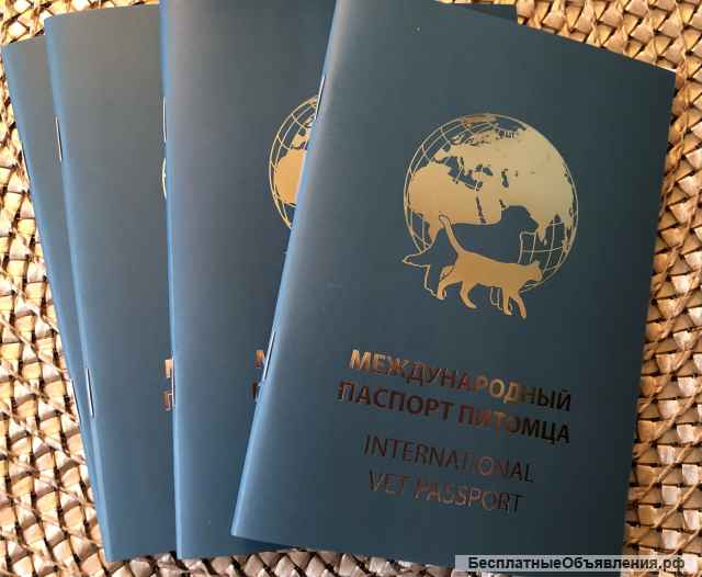 Чихуахуа щенки