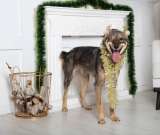 Самый дружелюбный пес на свете (метис ризеншнауцера) Барон ищет дом