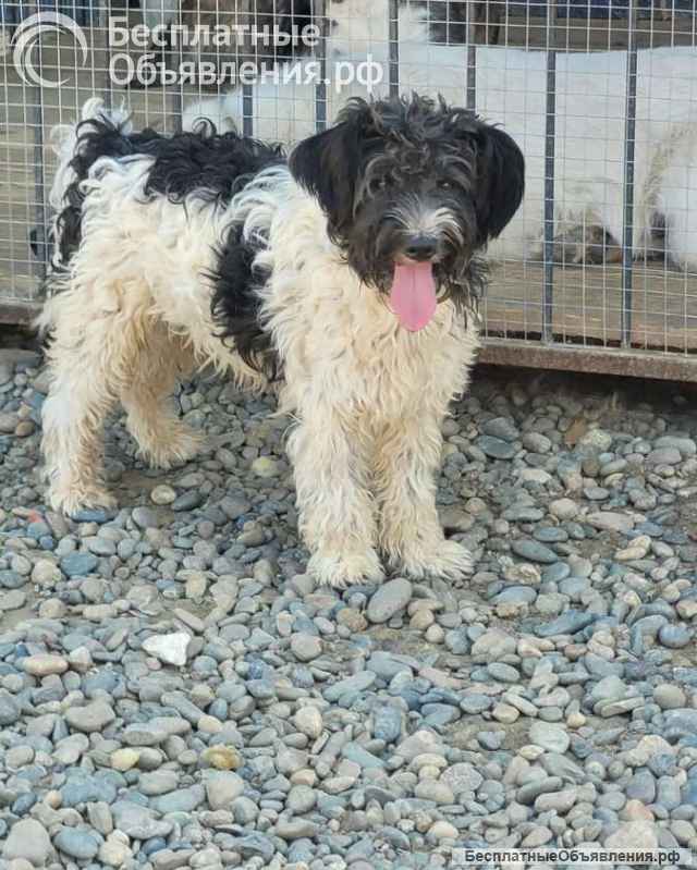 Красавец Марк ищет дом