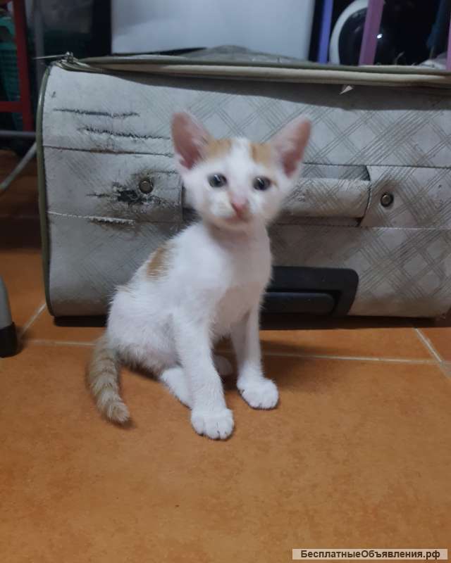 Отдам котят в добрые руки