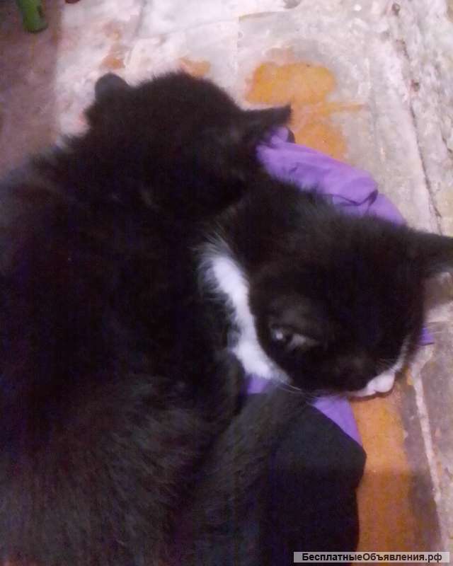 Котята бесплатно