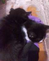 Котята бесплатно