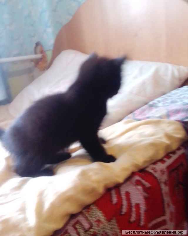 Котята бесплатно