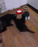 Котята бесплатно