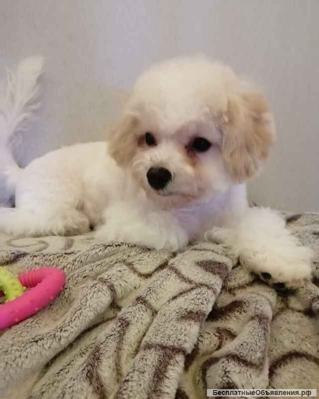 Щенок Бишона