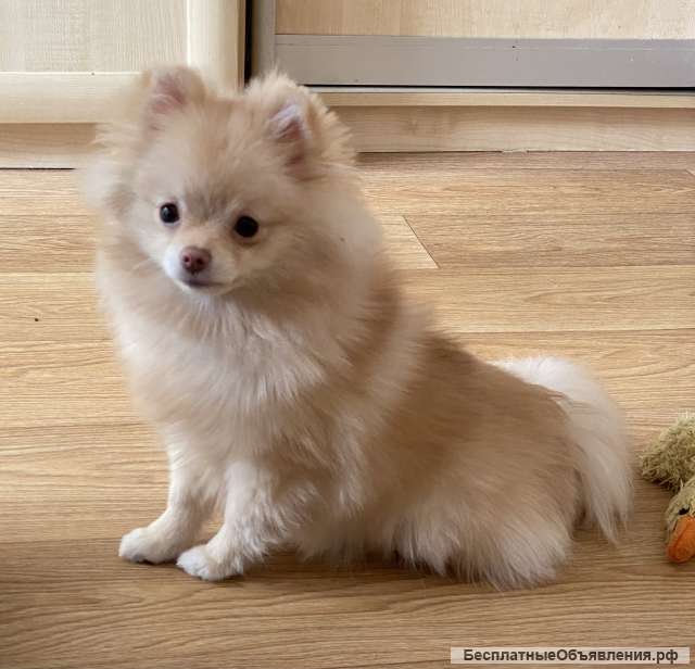 Девочка померанский шпиц