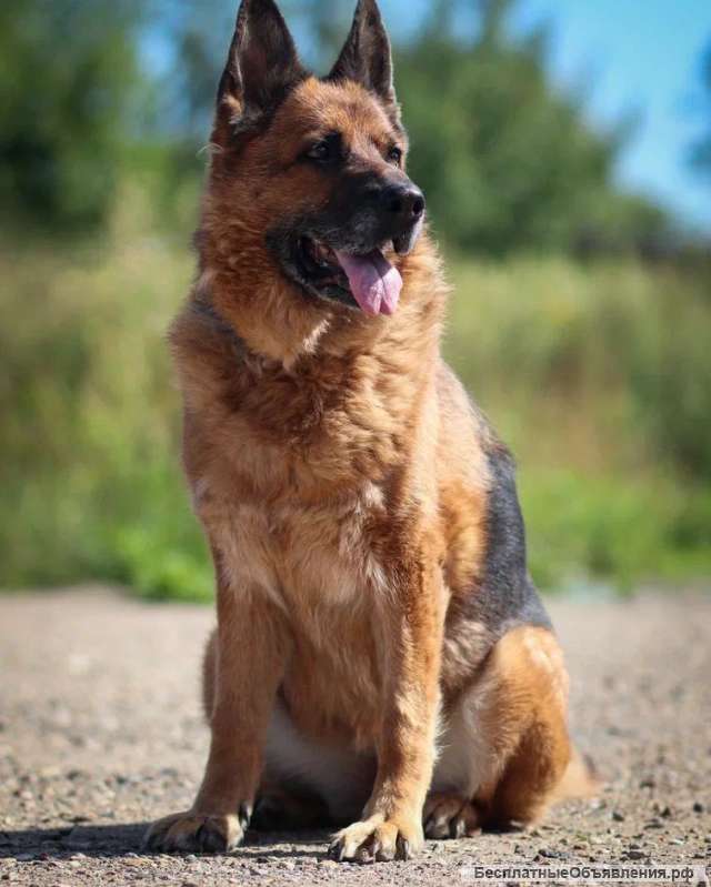Мудрая и взрослая породистая овчарка Герда в добрые руки