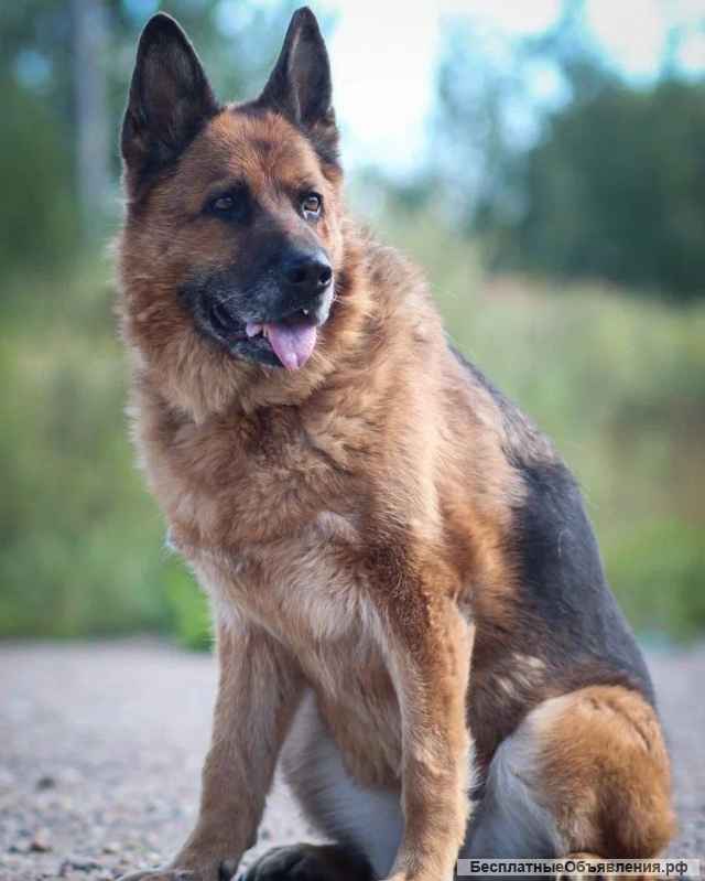 Мудрая и взрослая породистая овчарка Герда в добрые руки