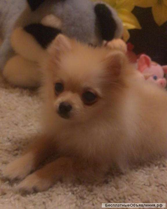 Щенки шпица