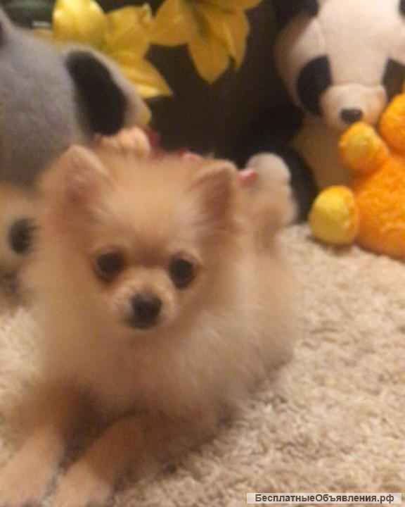 Щенки шпица