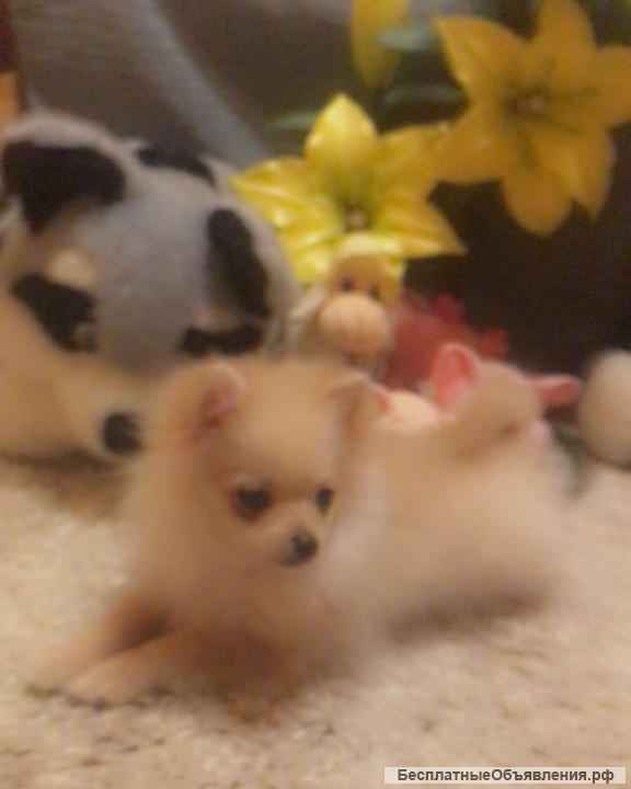 Щенки шпица