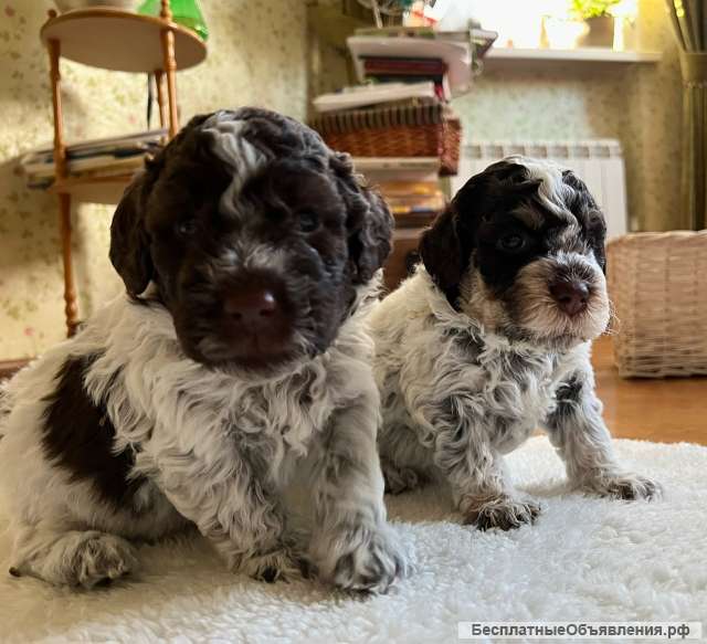Щенки Лаготто Романьоло (итал. вод. собака)