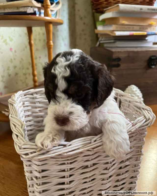 Щенки Лаготто Романьоло (итал. вод. собака)