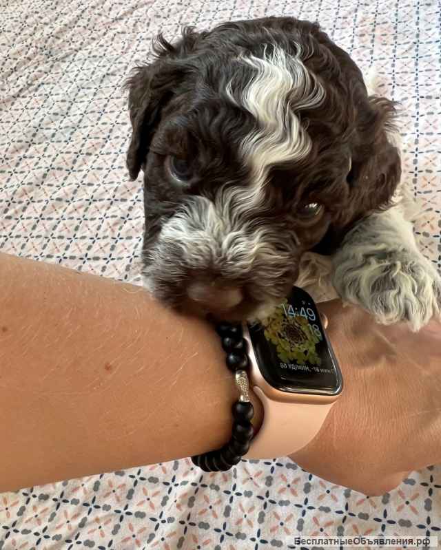 Щенки Лаготто Романьоло (итал. вод. собака)