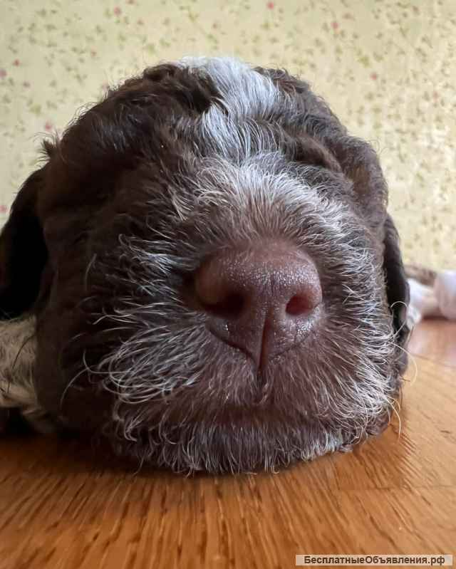 Щенки Лаготто Романьоло (итал. вод. собака)