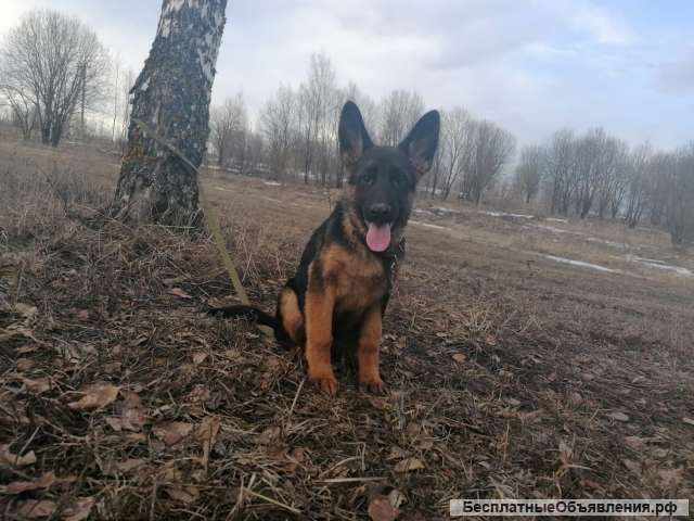 Немецкой овчарки подрощенная озорница