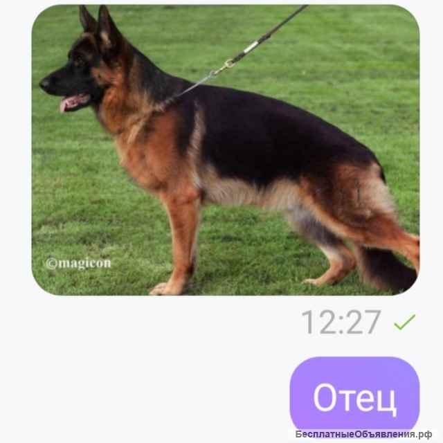 Немецкой овчарки подрощенная озорница