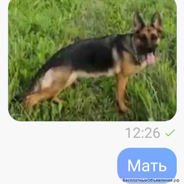 Немецкой овчарки подрощенная озорница