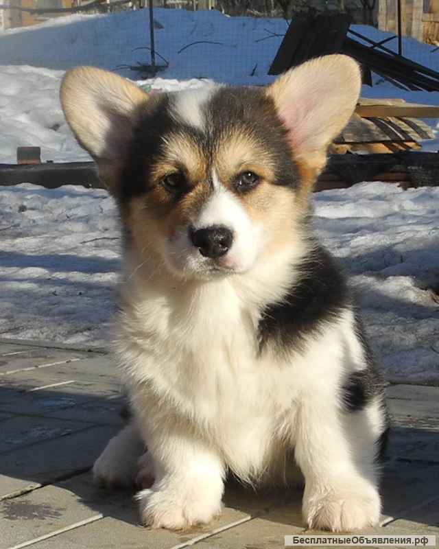 Щенки Вельш Корги Пемброк ждут Вас