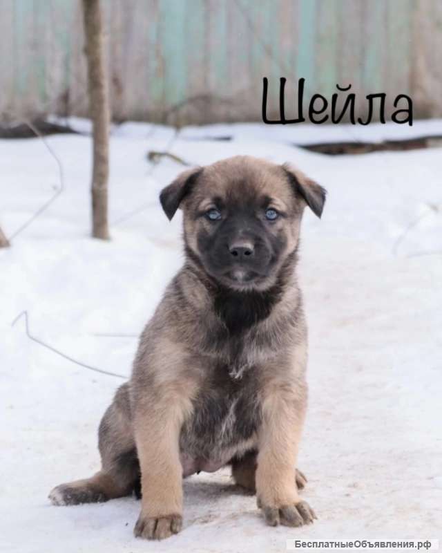Щенок Шейла 2х месяцев ищет дом