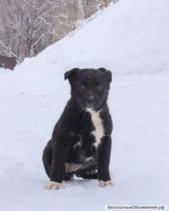 Шерли, щенок 2х месяцев ищет дом