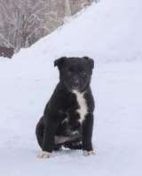 Шерли, щенок 2х месяцев ищет дом