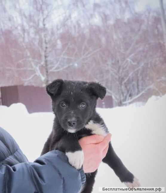 Шерли, щенок 2х месяцев ищет дом