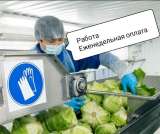Упаковщик на производство Еженедельная Зарплата