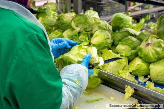 Упаковщик на производство Еженедельная Зарплата