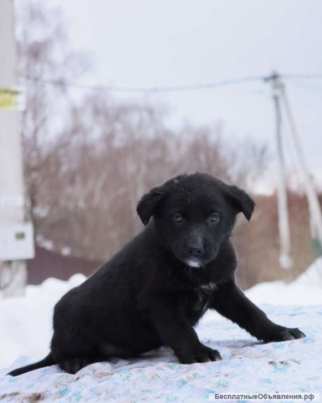 Шелли, щенок 2х месяцев ищет дом